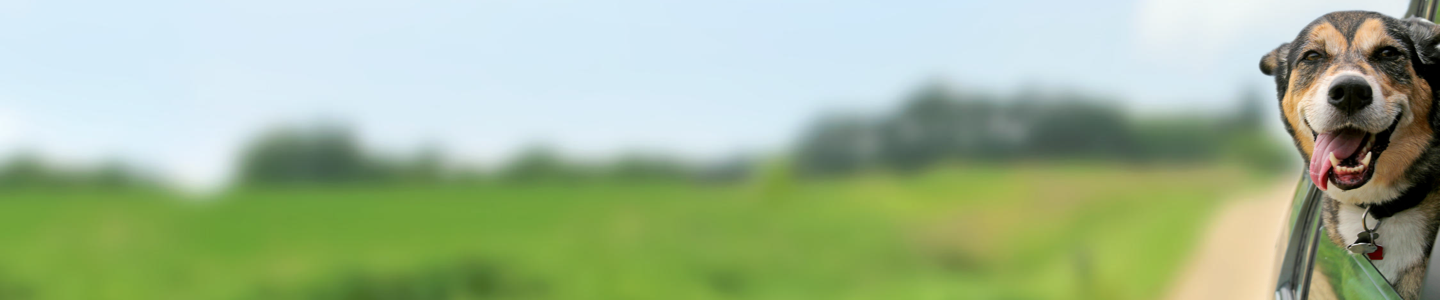 MSD Animal Health Logo